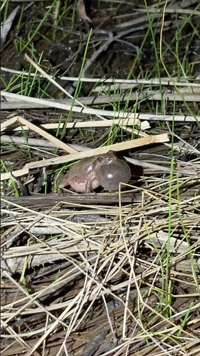 A Moment in Nature, Spring Peeper #nature #wildlife # #birdsong #frogs #herping #fishing #animals