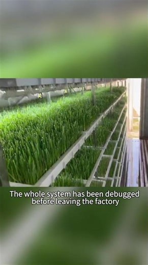 Hydroponic Fodder Container | Grow Grass for Cows in Just One Week#hydroponic #container #farming