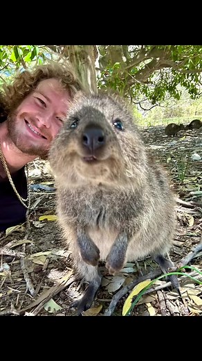 70K views · 4.1K reactions | Australia has the coolest dogs | Yung Gravy | Facebook