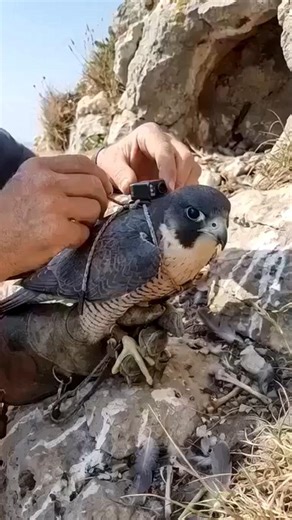 Peregrine Falcon POV Hunt — Fastest Animal on Earth Strikes Mid-Air 😱