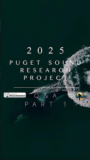 2025 Puget Sound Research Project Q&A Part 1 | Southern Resident Orcas