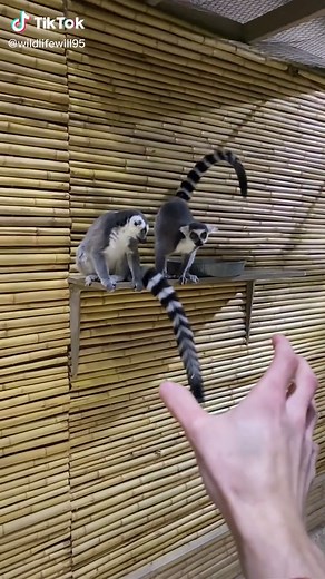 Playful Lemur at the Zoo
