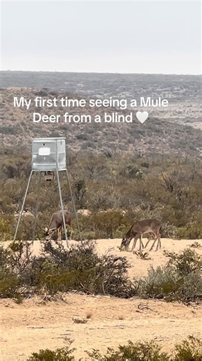 First Encounter with Mule Deer in West Texas