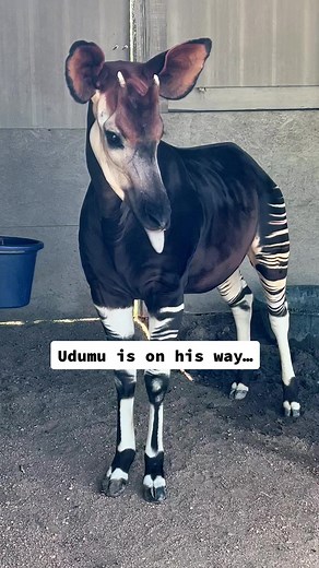 5.6K views · 163 reactions | Have you ever seen an Okapi? #okapi #animals #endangered #endangeredspecies #funnyanimal #foryou #kansaszoo #experience | Tanganyika Wildlife Park | Facebook