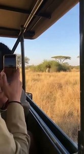 Tourist Inches From Tiger Attack 🐅😳