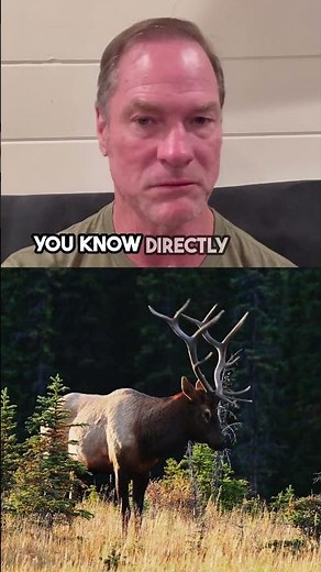 The Truth About Bison, Elk, and Deer