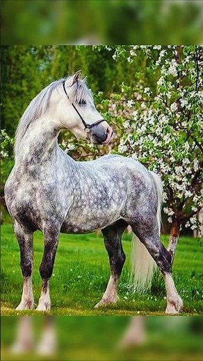 Beautiful Welsh Pony and Cob Horses