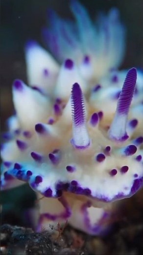 "Incredible Nudibranchs: Nature’s Most Colorful Creatures!"