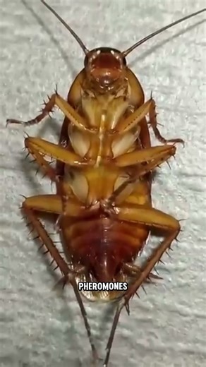Why You Should Never Squash Cockroaches in Your Home