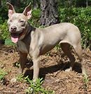 'Rock to Adopt' Fundraiser At Popcorn Park Zoo This Weekend