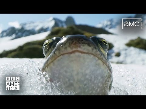 Planet Earth III Official Trailer ft. Bastille | Premieres November 4 | BBC America