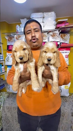 English Cocker Spaniel Puppies Sale. #pets #dogbreed