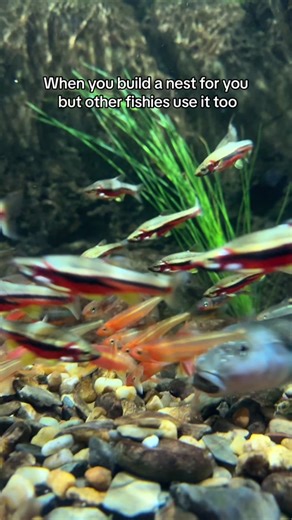 River chubs will build nests out of small stones when water temperatures rise in the Spring!🌊 But other species like the Tennessee Dace and Saffron Shiner also use the nest built by the River chub to spawn their own eggs. If there’s one thing we can learn from fish, it’s sharing is caring.🐟🪹 #tennesseeaquarium #streams #rivers #freshwater #conservation #dace #tennessee #saffron
