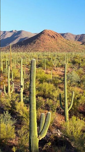 The Sonoran Desert: America’s Hottest and Most Alive Landscape