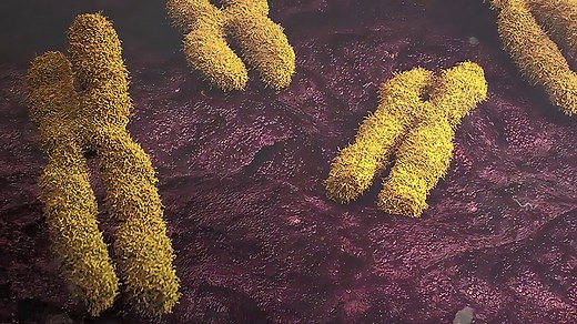 Loss of Epigenetic Information Can Drive Aging, Restoration Can Reverse It