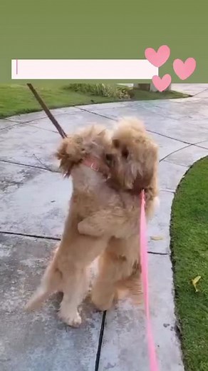 cavapooworld on Instagram: "@mycuddlycavapoos sisterly bond is so strong💕🥰 @mycuddlycavapoos are breeders of healthy and adorable cavapoos and are based out in Tennessee ❤️😁 ➖ To be featured follow & tag @CavapooWorld and use tag #CavapooWorld ➖ Follow @CavapooWorld Follow @CavapooWorld ➖ DM us to find out how to be featured! 🤗 #cavapoosofig #cavapoolove #cavapoolife #cavapoopuppy #cavapoos #cavapoo #cavapoopuppies #cavapoolover #cavapoolovers #cavapoodle #cavapoolitter"