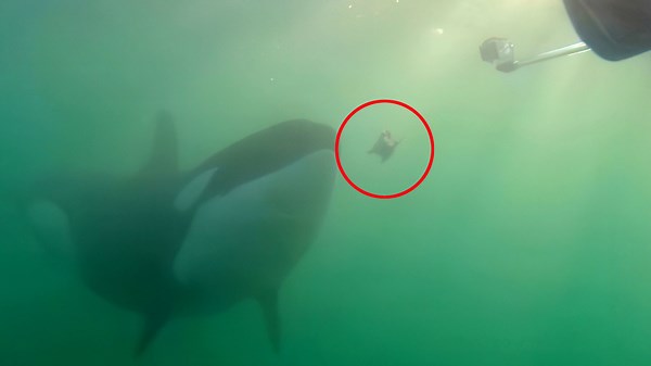 Killer whales invite humans for lunch, study suggests