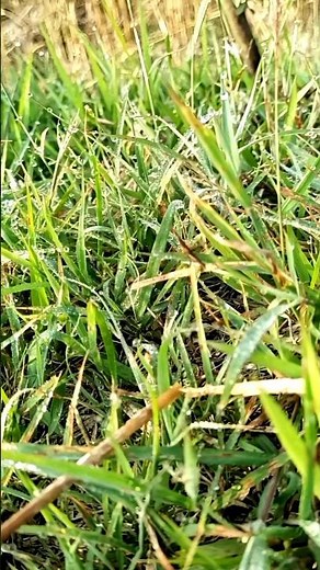 Morning Dew Magic 🌿 You Won’t Believe This View 😍