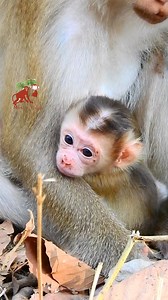 1.7K views · 86 reactions | This the lovely cute baby monkey, Original face of Pigtail baby is like this | MonkeyCamp | Facebook