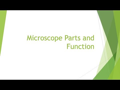 Grade 10 Microscope Parts and Function