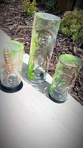 Facehuggers catching the early morning sun ☀️😁😎 #retrovandal #aliens #alien #facehugger #leicester #leicestershire #comicart #leicestercomiccon #coalville #scifiart | RetroVandal