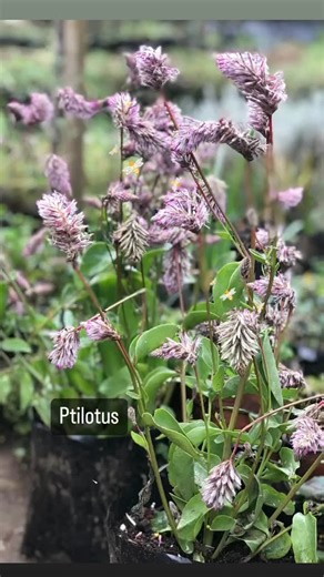 Vivero Jardín Flores de Mary on Instagram: "Ptilotus"