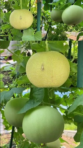 7月下旬の家庭菜園 空中栽培のミニメロン・ころたんの収穫が始まりました