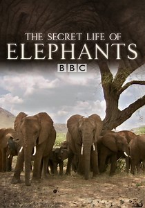 The Secret Life of Elephants - streaming online