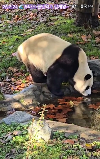 🌌26.2.24 🌊푸바오 물만먹고 갈게영~(9시경)🐎26.2.24 🐎 11 #푸바오빨리와야해요#bts푸바오언급부탁요#푸바오영구임대#슈양