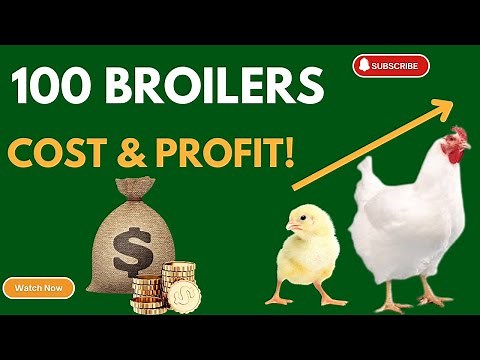 How Much to Start a 100 Broilers Chicken Farm? Cost & Profits Explained!