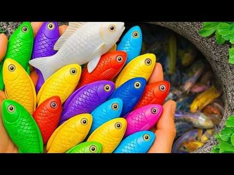 Catch beautiful aquarium fish in small pond baby turtles, eel, koi, pencil fish, molly fish, tadpole