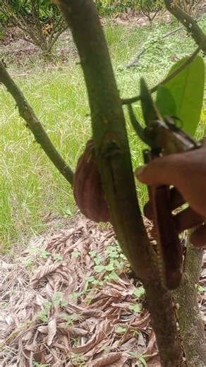 Prune old water shoots | Amar Maruf