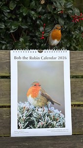 3.1K views · 1.5K reactions | The iconic Christmas bird-the robin 殺 Bobette, proudly displaying Bob’s 2026 calendar, with her photo as the cover 李 All photos taken by me, all made in the UK  | Putman and Robin | Facebook