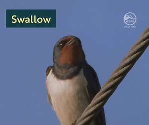 133K views · 4.5K reactions | One Swallow might not make a summer,...
