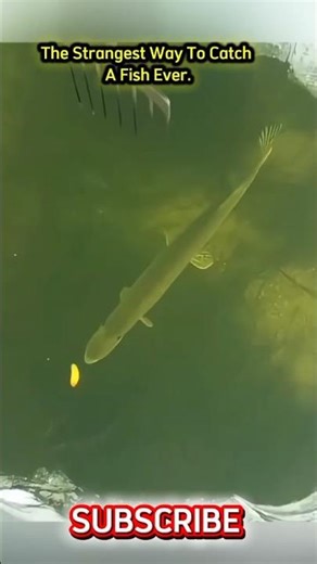 This Is The Weirdest Way To Catch Fish Ever 😳