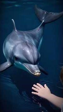 A Connection Beyond Words: How Hope the Dolphin Inspired Emma to Heal