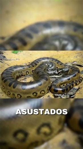 This alleged giant snake was filmed by biologists in the Amazon, part 2