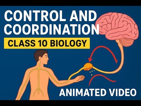 Control and Coordination – Part II – Animated