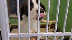 Rose and Daisy are two 4-month-old pups who are ready for adoption! They are social and so cute! Apply to meet them at www.cchswi.org | Columbia County Humane Society Portage, Wisconsin