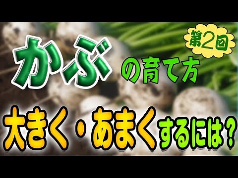 #2.カブの育て方【大きく・あまくするには？】間引き・追肥・水やり・病害虫対策！1月〜3月の成長状況と日常管理