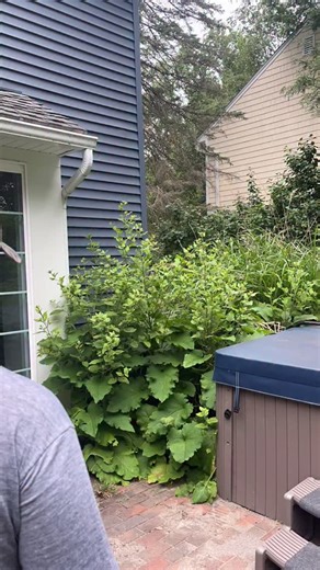 Elliot Does Pokemon on Instagram: "Gengar IS Clefable😱😱😱"