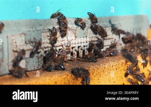 Close-up of bees actively flying in and out of modern colorful hive, collecting nectar and returning with pollen. Natural scene showing pollination, teamwork, and beekeeping process Stock Video Footage - Alamy
