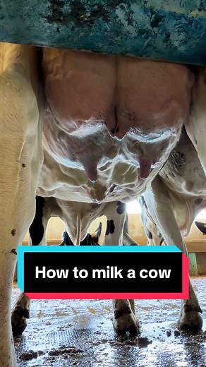 How to Milk a Cow: Step-by-Step Milking Parlor Guide