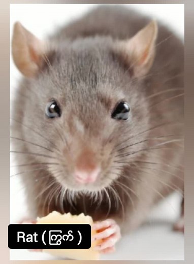 Amazing flag Official သည် TikTok ပေါ်တွင် ရှိသည်