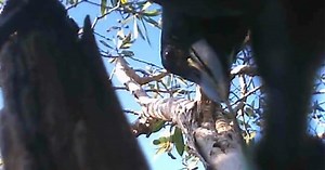 Crow cam: Watch New Caledonian crows make and use tools