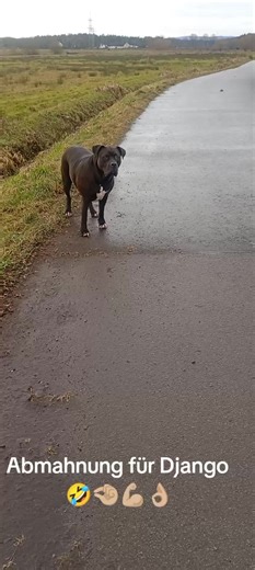 Tanz-Chaos und Pläne im Dorf