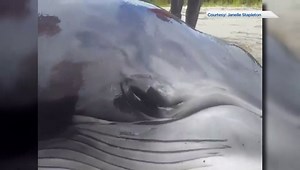 Haida Gwaii residents help beached whale