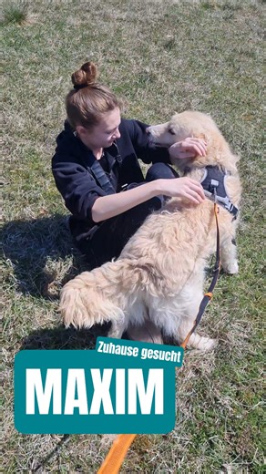Liebenswerter MAXIM sucht seine Menschen 👨‍👦‍👦💕🐕 | Stray Dogs Bosnien e.V. | #rescuedog