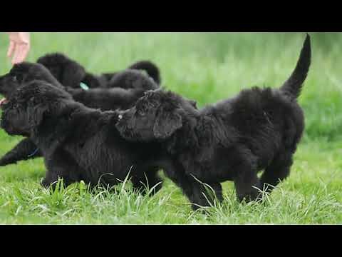 Black Russian Terrier - Puppies 6,5 weeks old