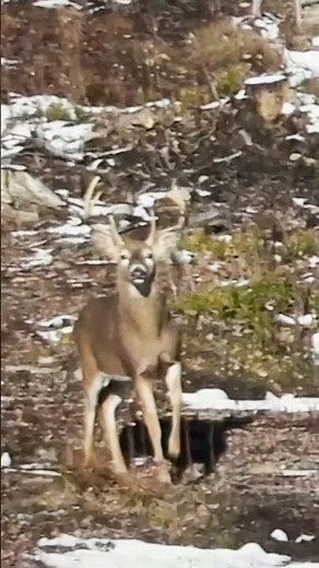 Pinned 🫣#bowhunting #bowhuntingwhitetails #deerhunting #saddlehunting